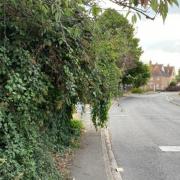 The hedge in Tamar Way, Didcot. Picture on Spotted Didcot.