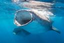 New research has show shipping lanes pose a threat to endangered whale shark feeding grounds.