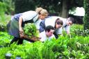 Grown on the estate: Enthusiasts at Raymond Blanc’s cookery school pick herbs and vegetables from Le Manoir’s kitchen garden