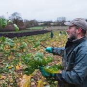 Best year for Brussels Sprouts in 10 Years!