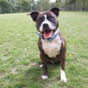 Blade the Staffordshire bull terrier is living at Blue Cross Lewknor rehoming centre and looking for a new home...