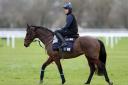 Tiger Roll on the gallops at Cheltenham earlier this week  Picture: Andrew Matthews/PA Wire