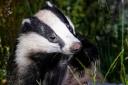 Oliver Sherratt: Badger cub under the moonlight at  RSPB Haweswater, neara Penrith
