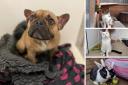 5 animals looking for forever homes. Credit: Oxfordshire Animal Sanctuary