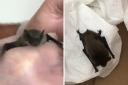 The bat found outside her home (Credit: Jayne Rolfe)