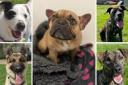 5 dogs looking for forever homes. Credit:  Oxfordshire Animal Sanctuary.