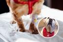 Could your dog be a potentially life-saving blood donor
