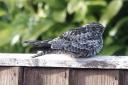 The Common Nighthawk having a snooze on the fence