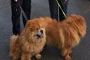 Two Chow Chow dogs were rescued in Abingdon
