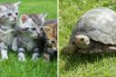 Stock images of kittens and a tortoise