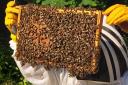 Young Reporter Interview with a Beekeeper Amelia Stay King Alfred's