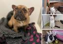 5 animals looking for forever homes. Credit: Oxfordshire Animal Sanctuary