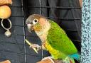 Rocky the missing parakeet. Picture: Jamie Gilder