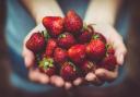 The best places to go strawberry picking in Oxfordshire