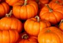 Where can you go pumpkin picking in Oxfordshire this autumn?