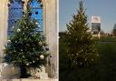 The decorated trees ready for the festival. Pictures by Deanfield Homes