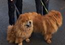 Two Chow Chow dogs were rescued in Abingdon
