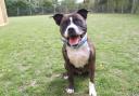Blade the Staffordshire bull terrier is living at Blue Cross Lewknor rehoming centre and looking for a new home...