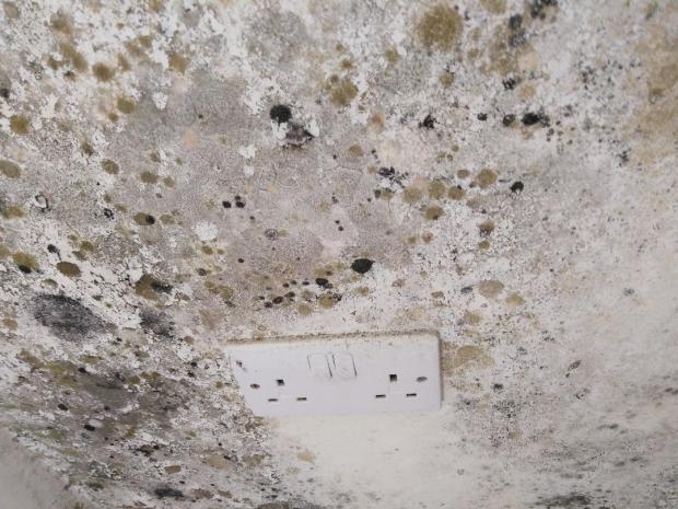 Herald Series: Mould surrounding a plug socket in the house