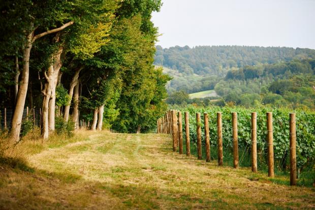 Herald Series: Hilltop vineyard view at Hundred Hills