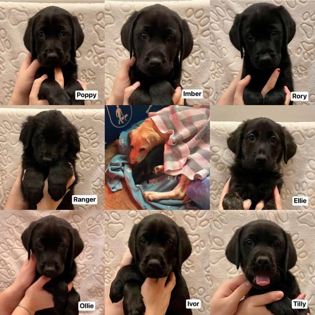 Herald Series: Mayor of Wantage Jim Sibbald and his wife Christina raised eight puppies.