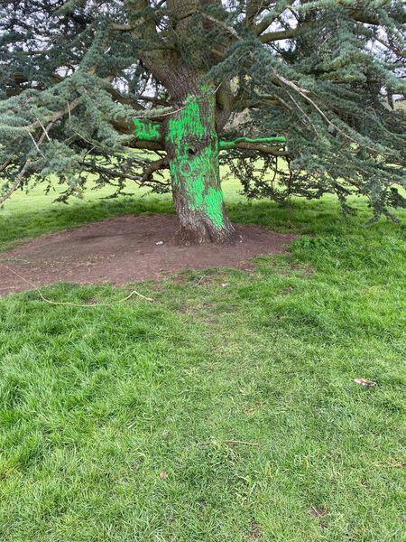 Herald Series: The entire base of the tree's trunk was covered in green paint as well as some branches.