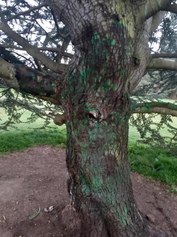 Herald Series: The park keeper was fearful of damaging the tree