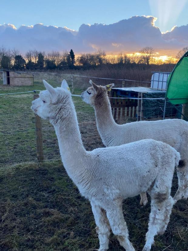 Herald Series: The farm's alpacas, Boris and Al.