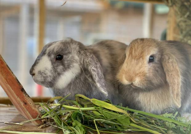 Herald Series: Ophena and Tallulah. Credit: Oxfordshire Animal Sanctuary