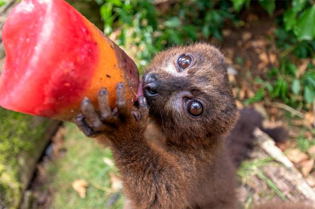 Herald Series: Red bellied lemur enjoying an iced smoothie (Credit: Paul Nicholls Photography)