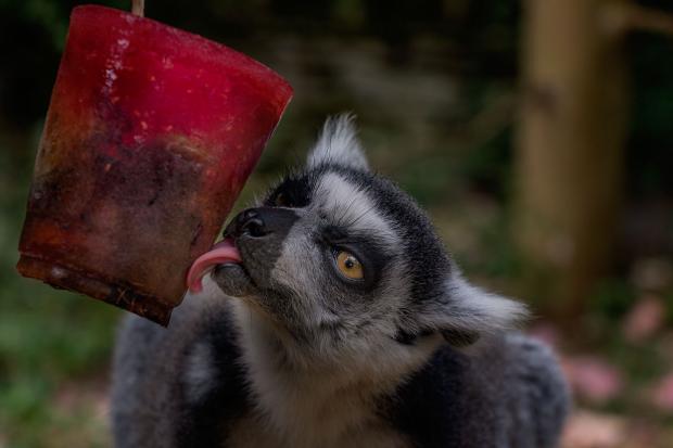 Herald Series: Ring-tailed lemur enjoying an iced smoothie (Credit: Paul Nicholls Photography)