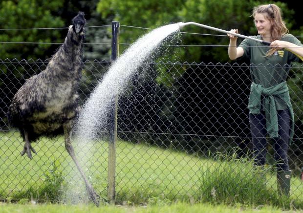 Herald Series: Emus having a nice cold shower (Credit: Paul Nicholls Photography)