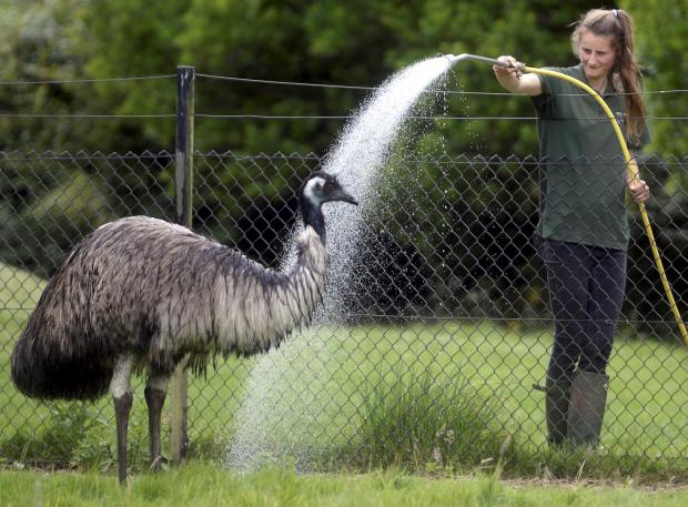 Herald Series: Emus having a nice cold shower (Credit: Paul Nicholls Photography)
