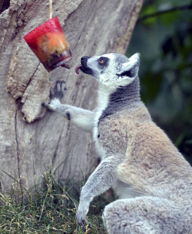 Herald Series: Ring-tailed lemur enjoying a lolly (Credit: Paul Nicholls Photography)