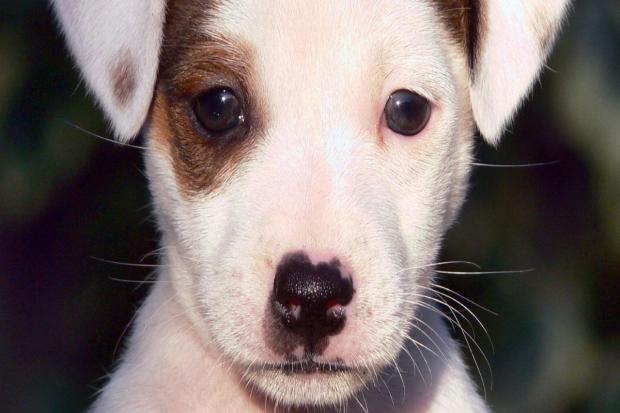 Puppy seller falsely claimed dogs had been vaccinated, wormed and microchipped