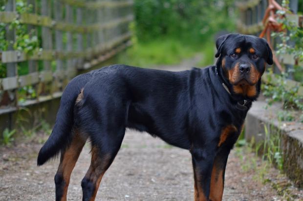 Stock image of a rottweiler