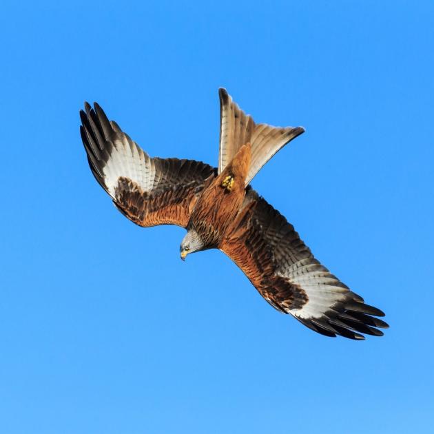Watch red kites soar as Oxfordshire marks Nature Week