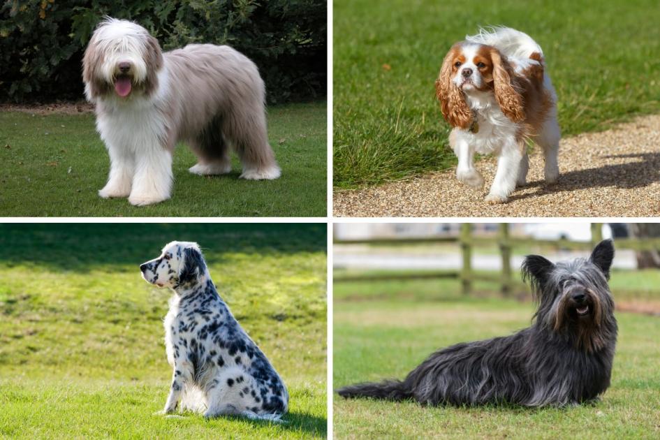 See the 32 UK native dog breeds at risk of being extinct