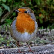Bird spotting: best bird food to attract wildlife to UK gardens in nesting season. (PA)