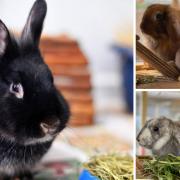 Adopt a rabbit from Oxfordshire Animal Sanctuary. Credit: Oxfordshire Animal Sanctuary