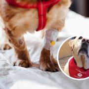 Could your dog be a potentially life-saving blood donor