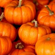 Where can you go pumpkin picking in Oxfordshire this autumn?