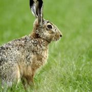 Four people arrested after reports of hare coursing in Wantage area