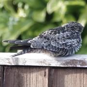 The Common Nighthawk having a snooze on the fence