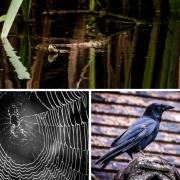 Amateur photographer snaps spooky wildlife pictures