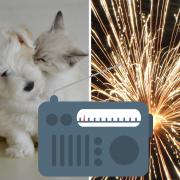FIREWORKS: Special radio programme for pets on fireworks night