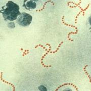 ILLNESS: Fifteen cases of scarlet fever in Oxfordshire