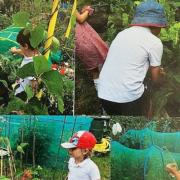 Primary school devastated after thieves steal children's gardening tools