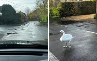 Lydia Mcmahon worked with two others to move the swan off the road