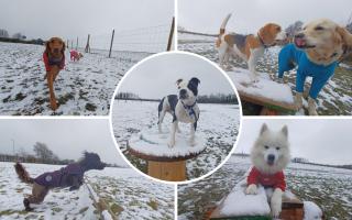 Oxfordshire dogs enjoying the snow.